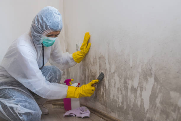 Best Black Mold Removal  in Glendale, MO