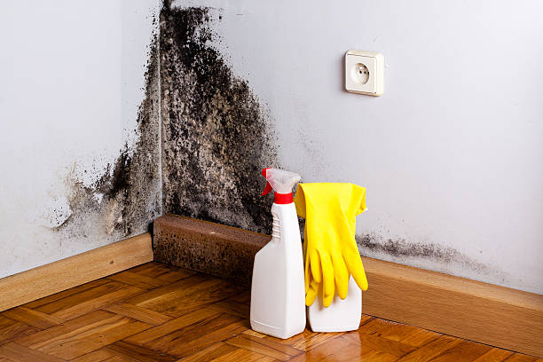 Best Black Mold Removal  in Glendale, MO