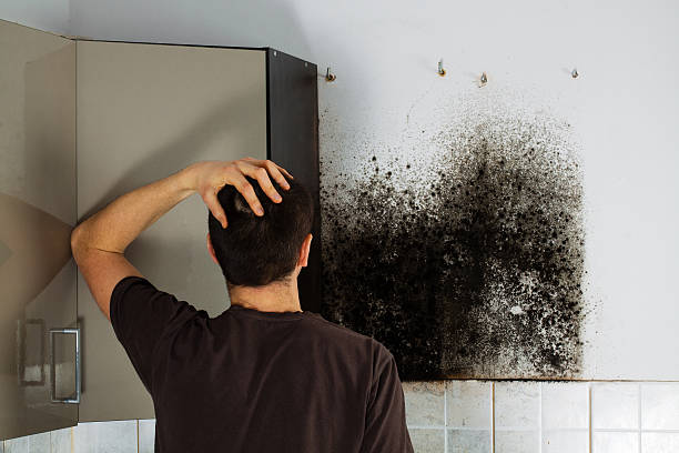 Professional Mold Removal in Glendale, MO