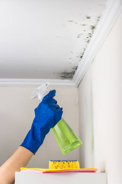 Best Mold Damage Repair  in Glendale, MO